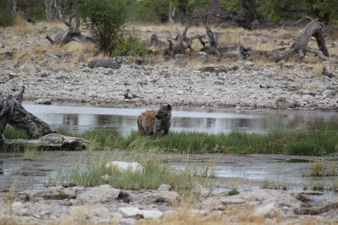 3 Day Etosha National Park Self-Drive Tour (B&B) - Accommodation and Meals
