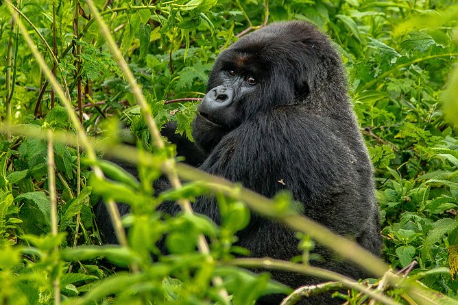 3-Day Gorilla Trekking in Bwindi National Park With Full Board - Meal Inclusions
