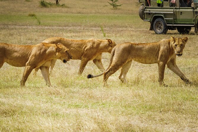 3 Day Luxury Selous Wildlife Encounter Safari Tour - Tour Highlights