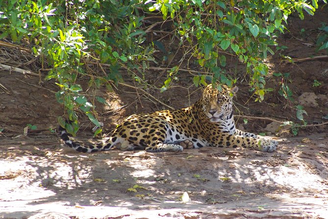 3 Day - Manu Cloud Forest - Group Service - Inclusions