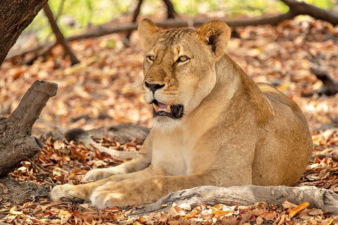 3 Day Nyerere NP Safari Adventure From Zanzibar to Selous - Day 2: Safari in Nyerere NP