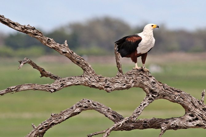 3-Day Okavango Delta & Boteti River Tented Safari - Safari Overview