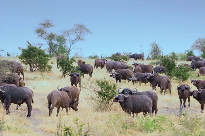3 Day Private Tour to Selous Nyerere National Park From Zanzibar - Highlights of Selous Nyerere National Park