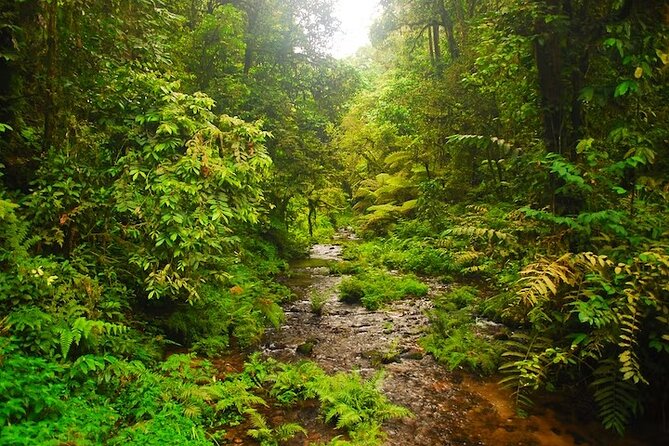 3 Day Safari-Ngamba Island and Kampala City Tour - Inclusions and Exclusions