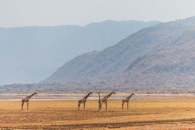 3-Day Tanzania Group Joining Safari - What To Expect on the Safari