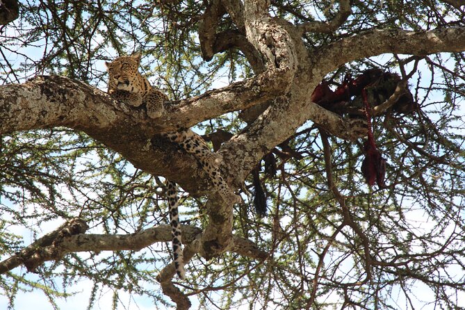 3-Day Tour in Manyara, Ngorongoro, Tarangire With Night Safari - Meal Inclusions