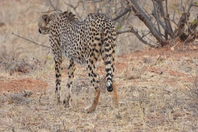 3-Day Tsavo East Safari Private Tour From Malindi - Wildlife Encounters