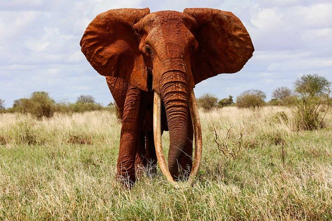 3 Day Tsavo East & Tsavo West Wildlife Safari From Mombasa - Wildlife Encounters