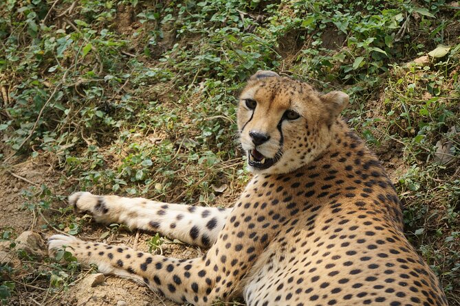 3-Day Wildlife Safari in Queen Elizabeth National Park