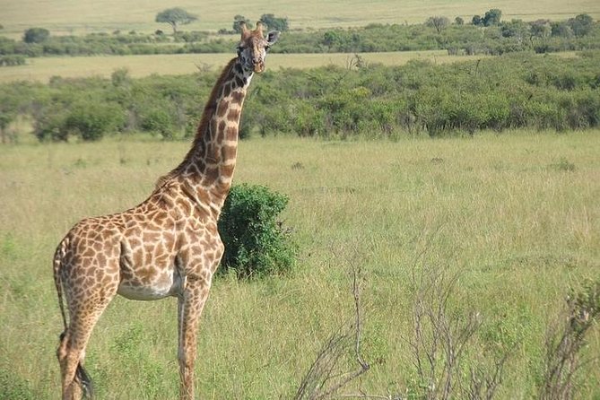 3 Days 2 Night Maasai Mara Safari From Mombasa - Transportation Logistics