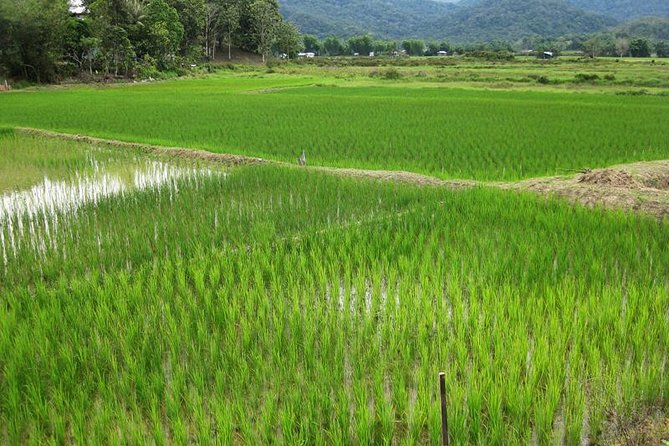 3 Days 2 Nights Bario Highlands Tour - Meal Inclusions
