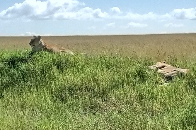 3 Days, 2 Nights Masai Mara Kenya Safari From Nairobi - Meals Included