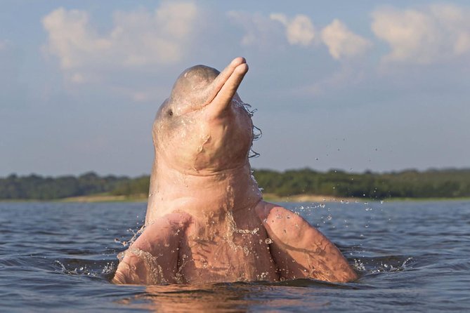 3 Days Amazon Jungle Tour With Pink Dolphin Watch From Iquitos - Booking Information