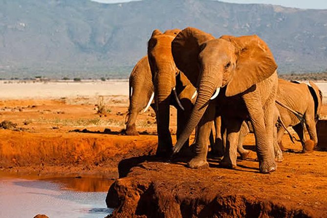 3 Days Amboseli & Tsavo East Jeep Safari From Diani (Min 2 Pax) - Meeting and Pickup