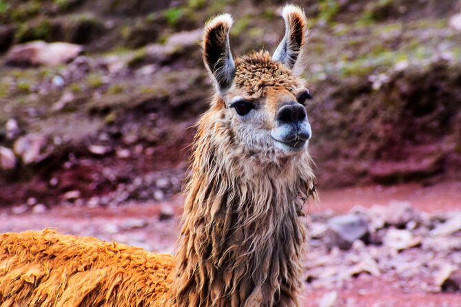 3 Days and 2 Nights Huchuy Qosqo Trek to Machu Picchu - Inclusions and Amenities