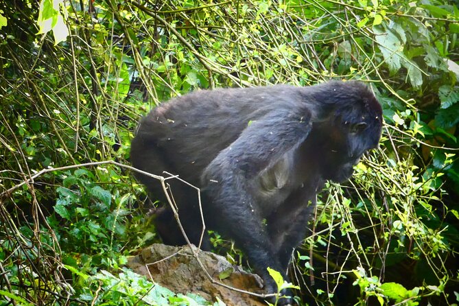 3 Days Gorilla and Chimpanzee Trekking in Uganda