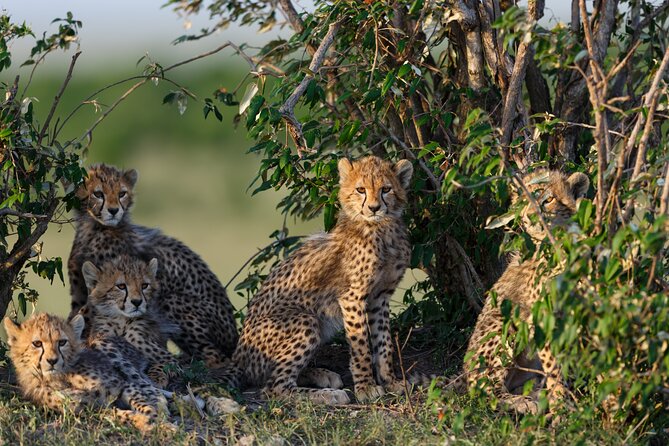 3 Days Group Safari Serengeti & Ngorongoro - Meal and Accommodation Details