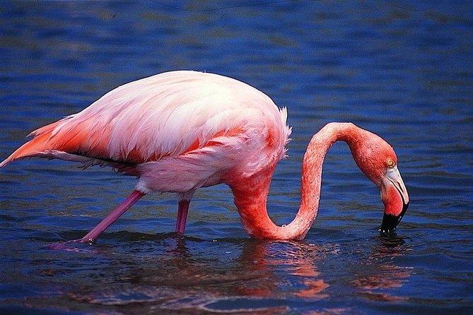 3 Days - Isabela Total Experiences - Wildlife Watching Opportunities