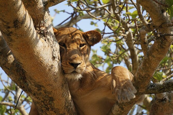 3 Days Lake Mburo National Park - Day 2: Morning Boat Safari