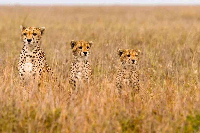 3 Days Masai Mara Budget Camping Safari Packages - Inclusions