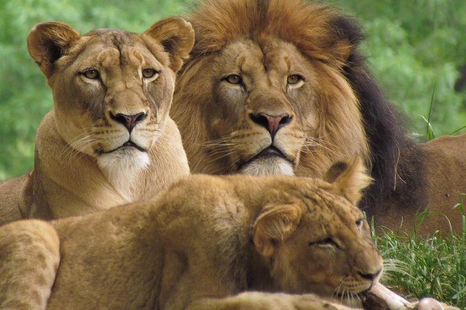 3-Days Masai Mara Group Joining Safari - Daily Departures - Safari Details