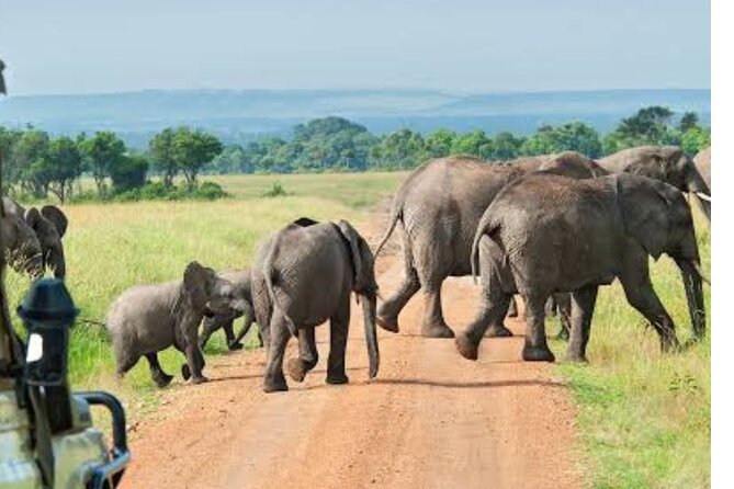 3 Days Mikumi National Park Safari Tour - Safari Experience