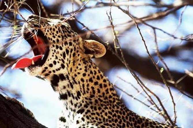 3 Days of Private Safari Tour in Tsavo National Park West - Operator Information