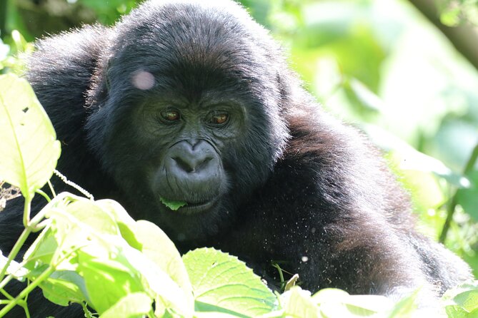 3 Days Private Gorilla Tracking in Bwindi Impenetrable Forest