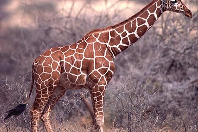 3 Days Private Safari Tour in Tsavo East and West From Watamu