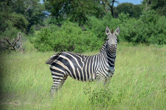 3 Days Ruaha National Park Fly From Zanzibar - Accommodation Information