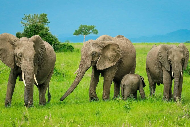 3 Days Safari - Ifakara-Udzungwa and Mikumi National Parks