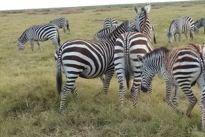 3 Days Safari Taita Hills-Saltlick Lodge + Amboseli Park - What To Expect During the Safari
