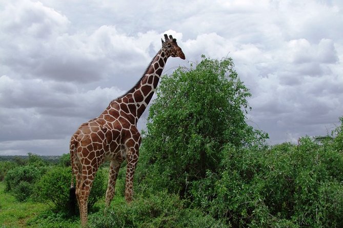 3 Days Safari to Amboseli National Park Starting From Nairobi - Inclusions and Exclusions