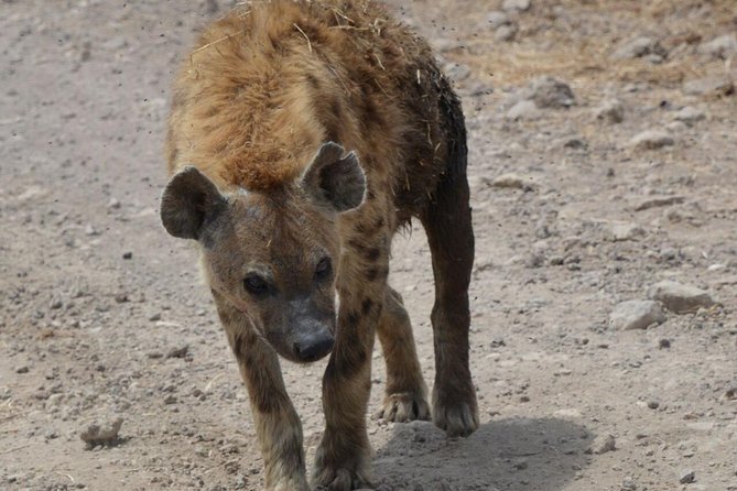 3 Days Tarangire , Ngorongoro Crater & Manyara From Zanzibar - Tour Details
