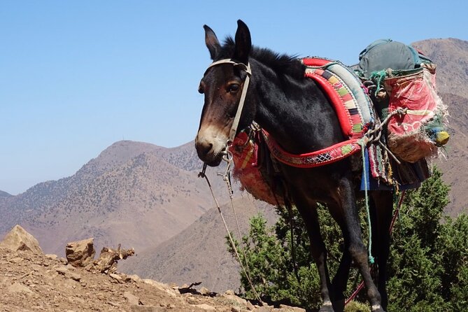 3 Days Trek Imlil to Ourika Valley From Marrakech - Meals Included
