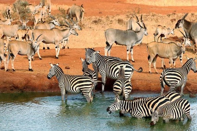 3 Days Tsavo East & Ngutuni Safari ( Minimum 2 Persons) - Itinerary Details