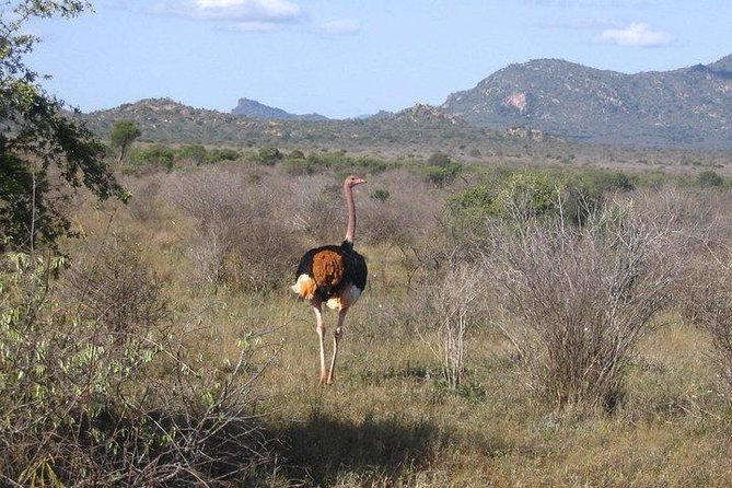 3 Days Tsavo Safari From Mombasa or Diani Beach - Pickup Options and Details