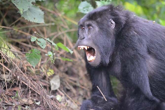3 Days Uganda Gorilla Trekking Safari in Bwindi National Park - Accommodations and Meals