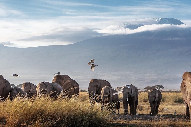 3 Days Wildlife Safari From Mombasa - Booking Details