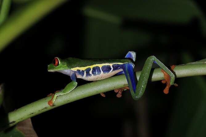 3-In-1 Río Celeste: Tubing, Natural Pool and Jungle Night Tour. - Discovering the Natural Pool