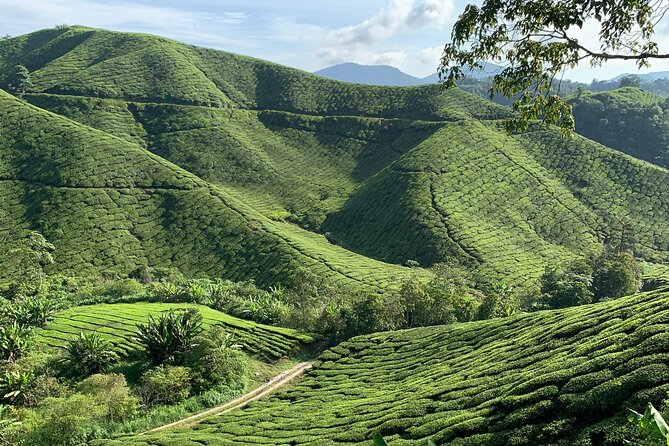 3D 2N Tour Kuala Lumpur - Cameron Highlands - Taman Negara - Kuala Lumpur. - Hotel Accommodation