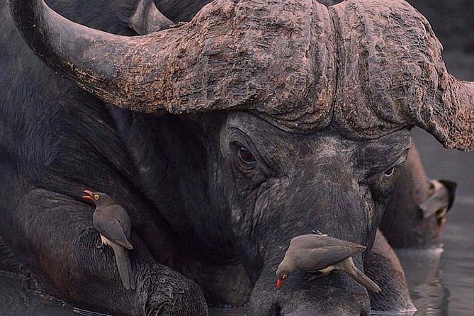 3days 2NIGHT Safari to Selous Game Reserve - Pickup and Meeting Point