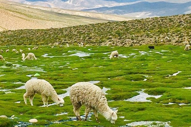 3days: Colca Canyon Trek 3d/2n - Inclusions and Amenities