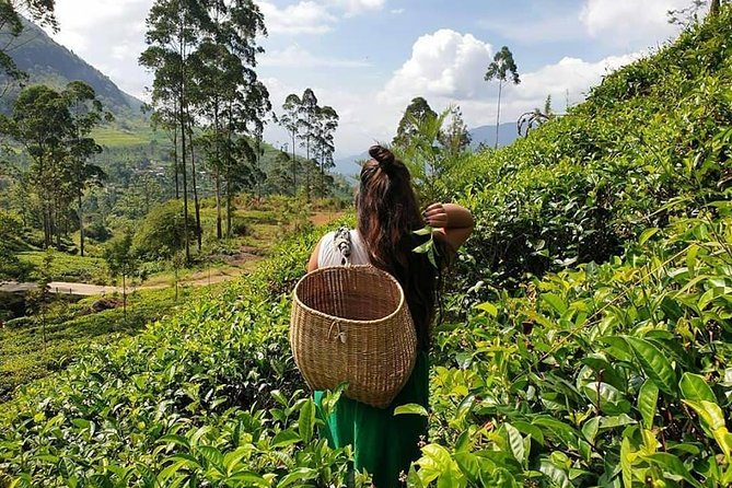 3Night 4Days Sri Lanka Experience - Meeting and Pickup Information