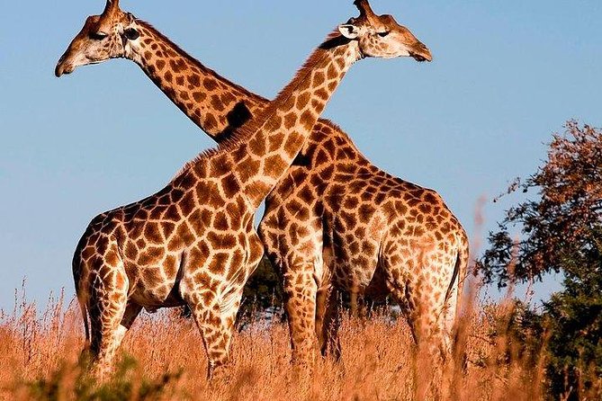 4 Day Amboseli National Park Luxury Safari - Safari Itinerary
