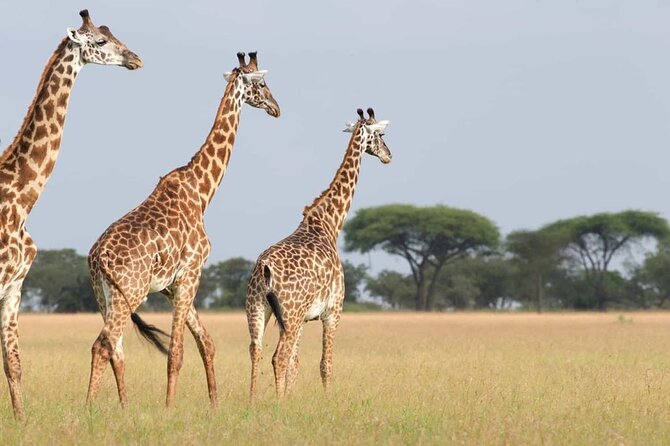 4-Day Birding in Murchison Falls National Park - Day 2: Exploring the Park