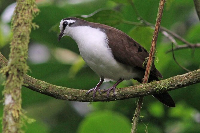 4-Day Bwindi Impenetrable National Park Private Safari Tour - Inclusions