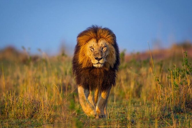 4-Day Kenya Masai Mara Safari From Nairobi - Pickup and Transportation