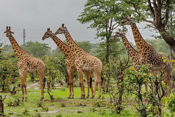 4 Day Kruger National Park Safari From Johannesburg & Pretoria - Important Information