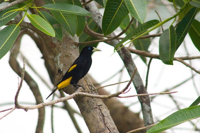 4 Day Manu Bird Watchers Paradise - Group Service - Tour Location